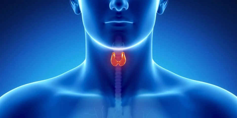 Endocrinologia