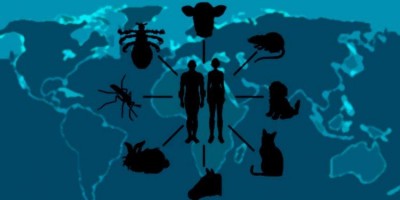 O que são zoonoses? Como a praia se torna perigosa na transmissão destas doenças? O que são zoonoses? Como a praia se torna perigosa na transmissão destas doenças?