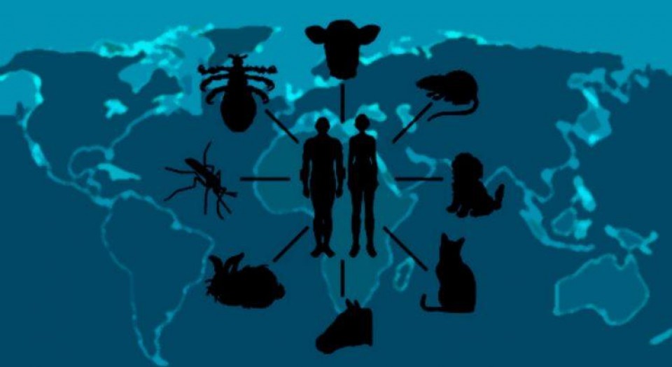 O que são zoonoses? Como a praia se torna perigosa na transmissão destas doenças? O que são zoonoses? Como a praia se torna perigosa na transmissão destas doenças?